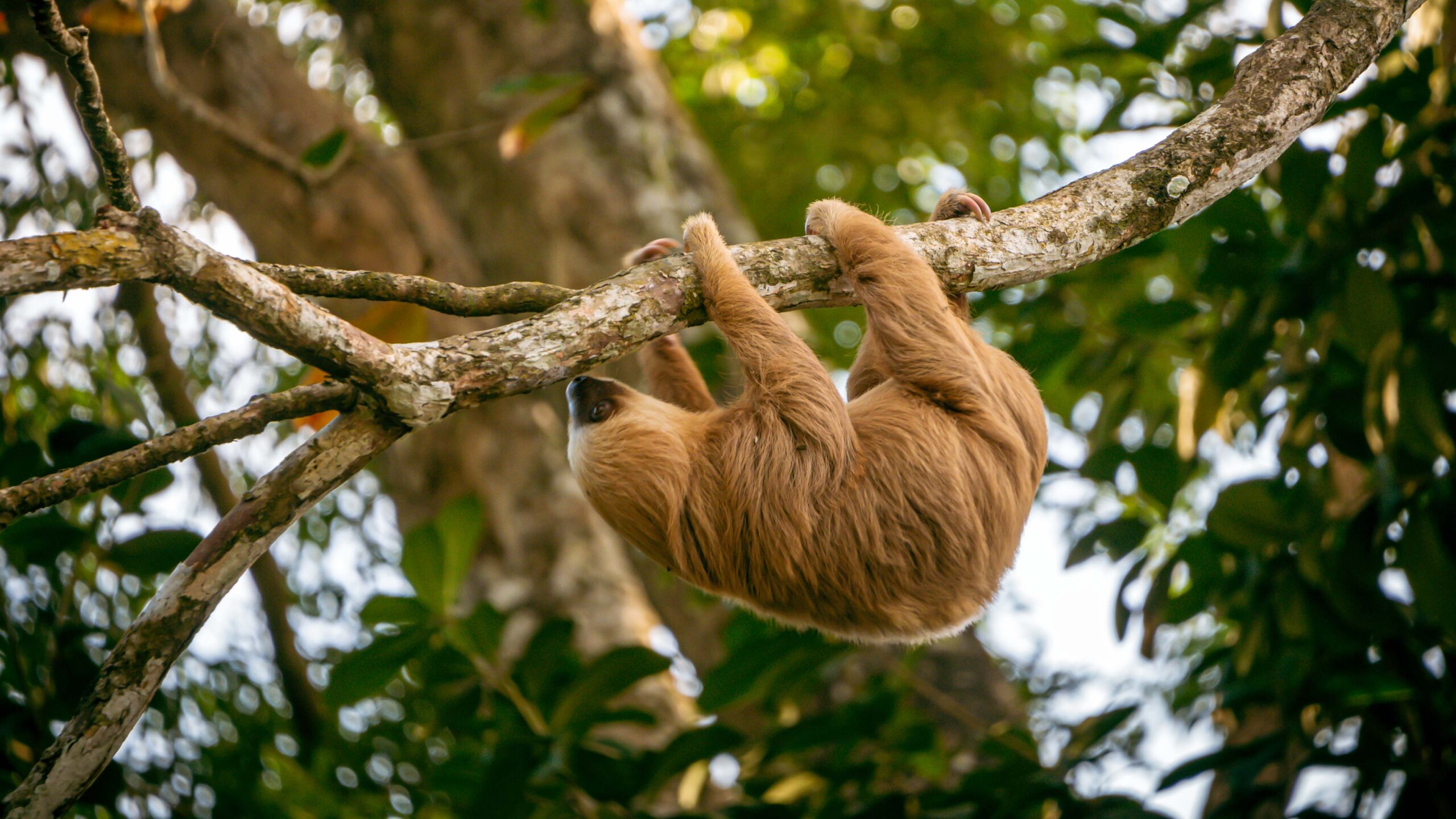 Sloth in Punta Uva