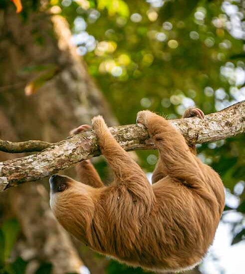 Sloth Tour, Punta Uva