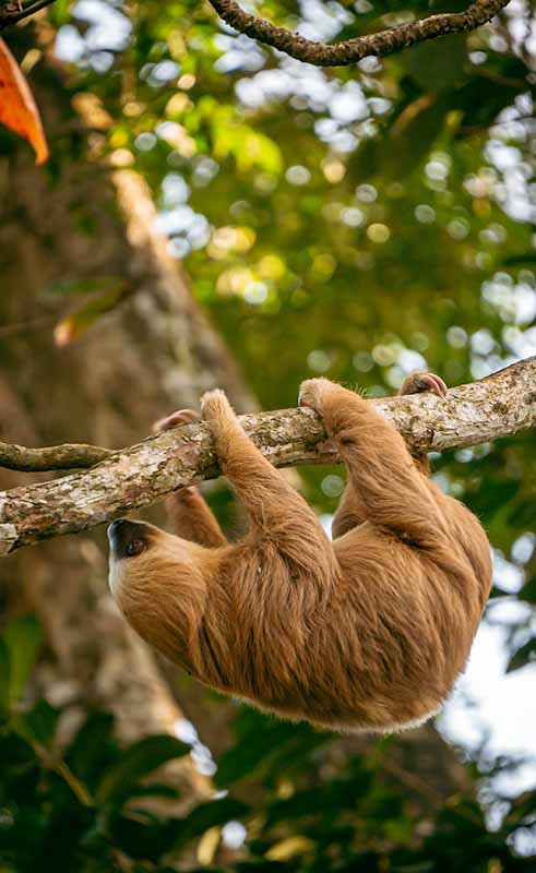 Sloth Tour, Punta Uva